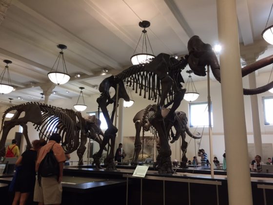 American Museum of Natural History Review
