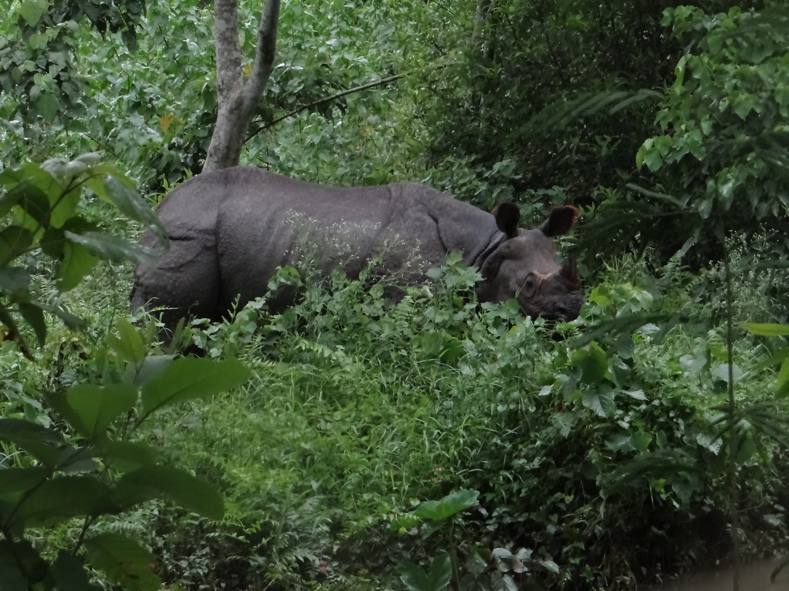 Visit Nepal to see one-horned rhinos.