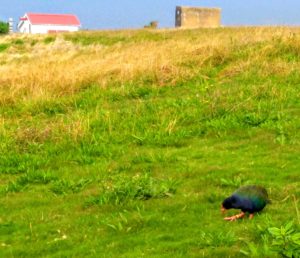 Photo of endangered takahe in a large, grassy area