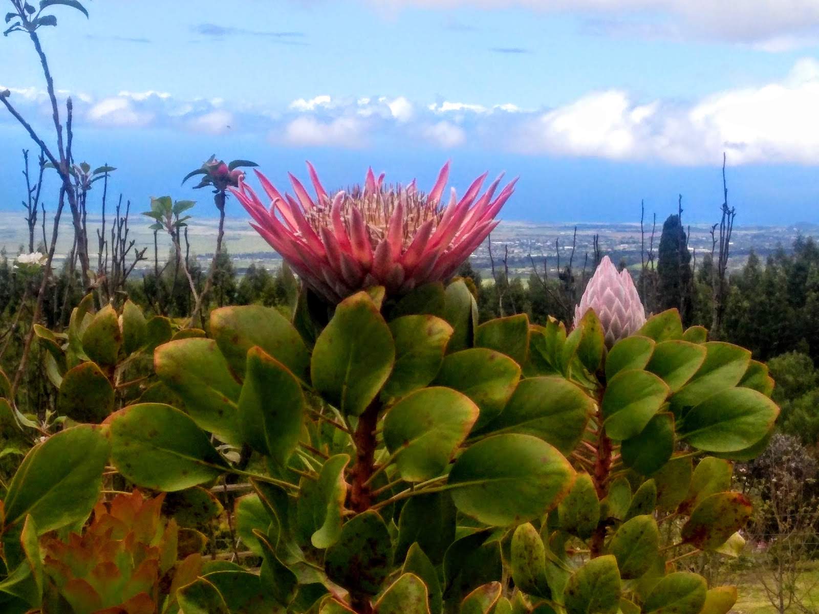 Image of a protea flower at Alii Kula, one of the author's favorite things to do in Maui