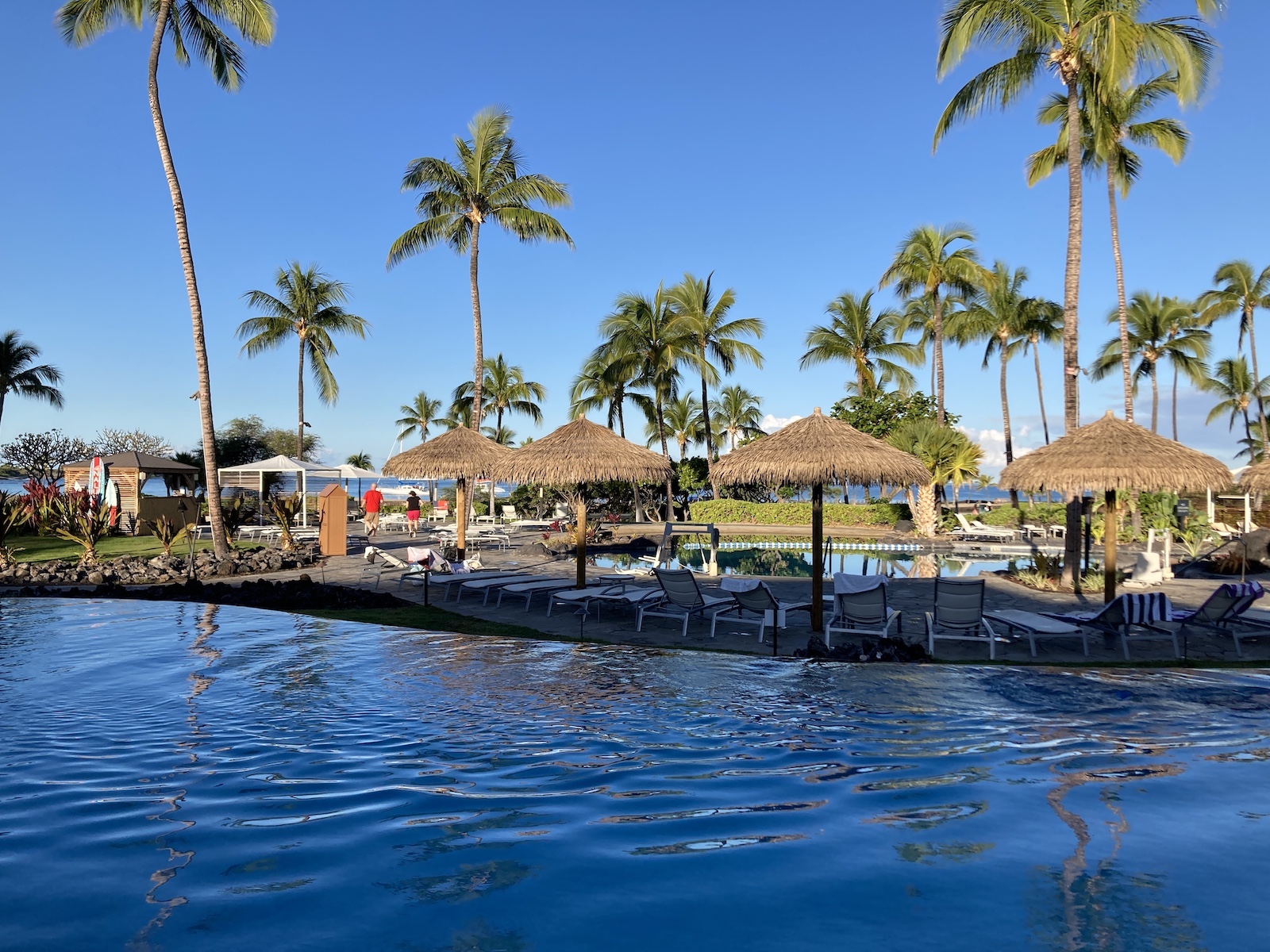 a pool with palm trees and chairs