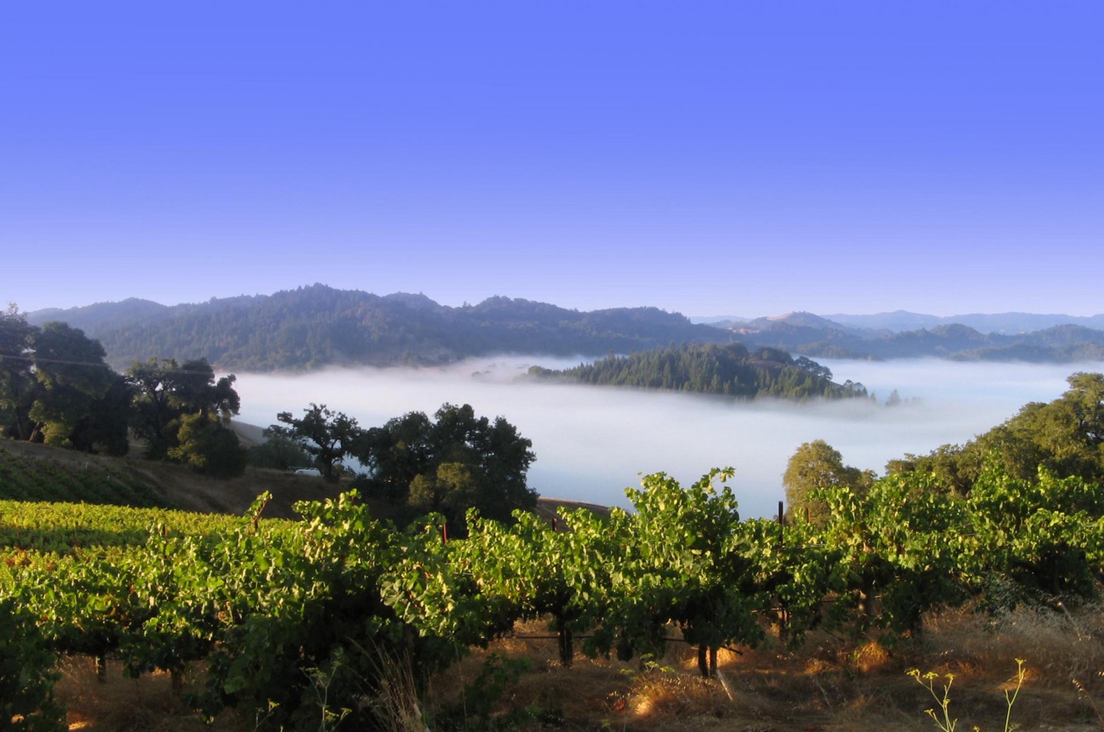 The Must Read Guide For California's Wine Country