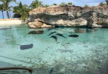 Grand Hyatt Baha Mar Hotel Review 2023 – Does It Live Up to Its Reputation From the Past? a group of fish in a clear pool with a rock cliff and a beach